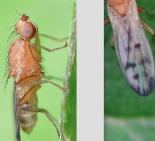 Opomyza florum